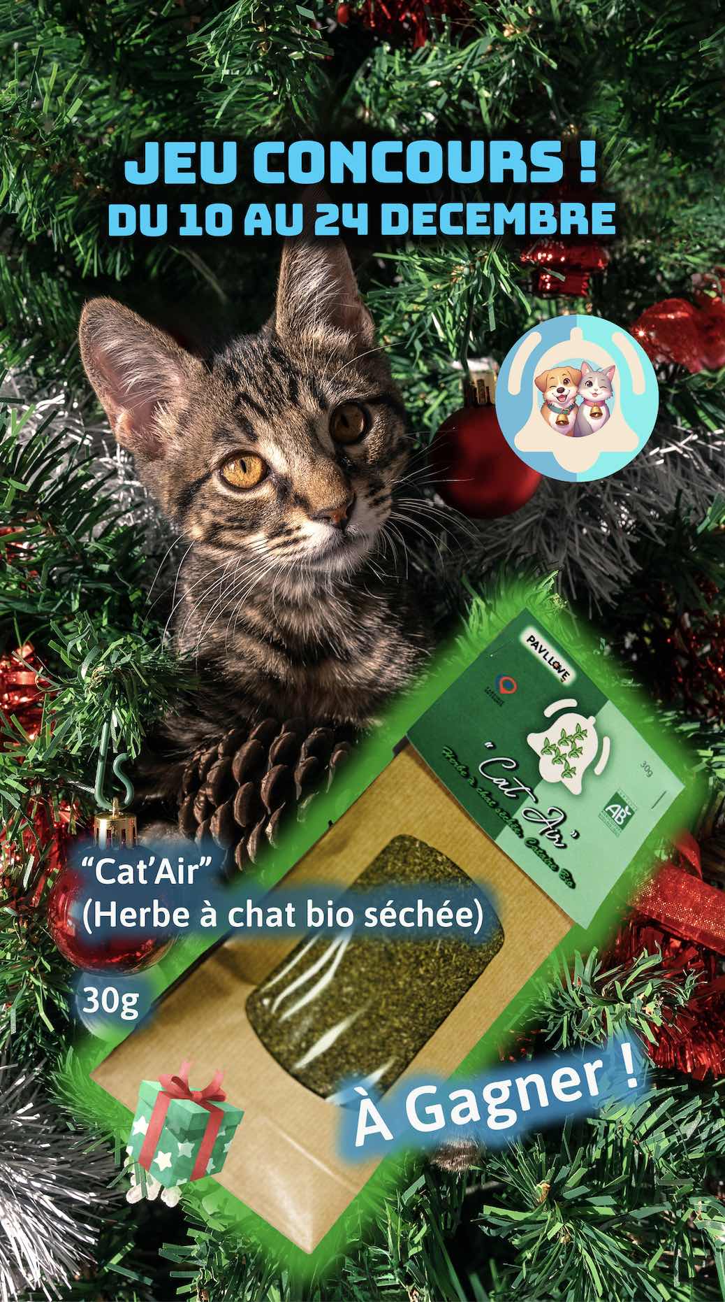 🎄 Concours de Noël Pavllove.com : Gagnez une Herbe à Chat Séchée (Cat Air) ! 🎄