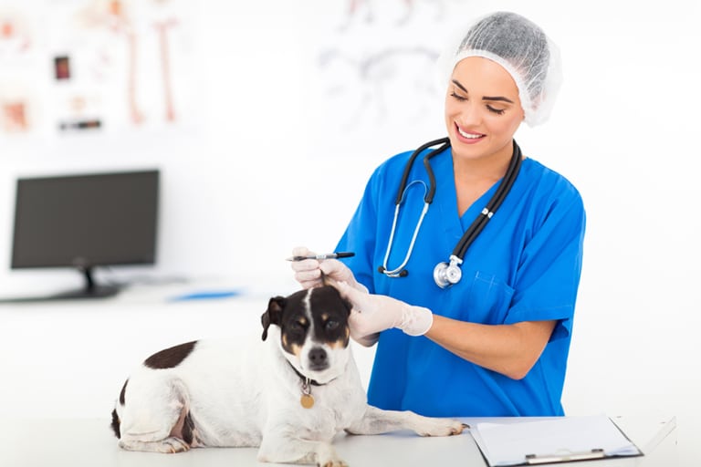🐶 Le clonage de chien : rêve ou réalité ?