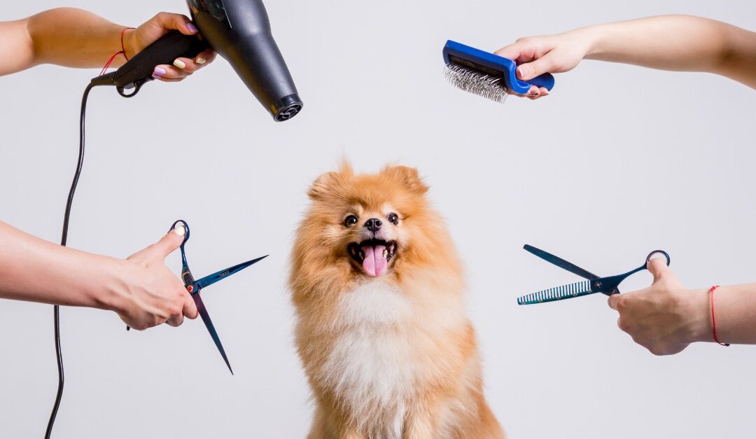 🐾 Le toilettage du chien et du chat : bien plus qu’une question d’esthétique