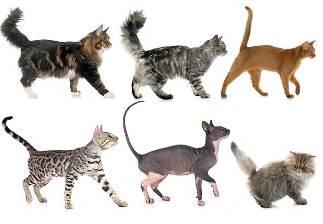 🐱 Les 10 races de chats les plus faciles à vivre en appartement