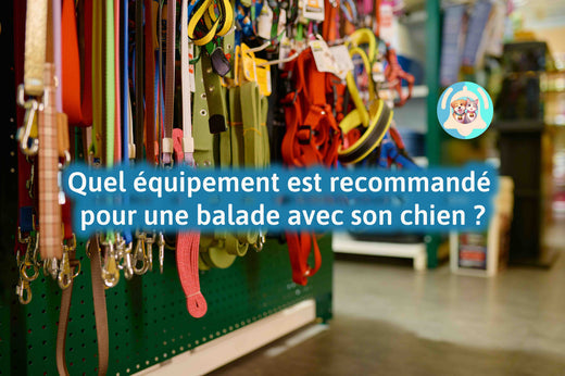 Quel équipement est recommandé pour une balade avec son chien ? laisse ? harnais ?