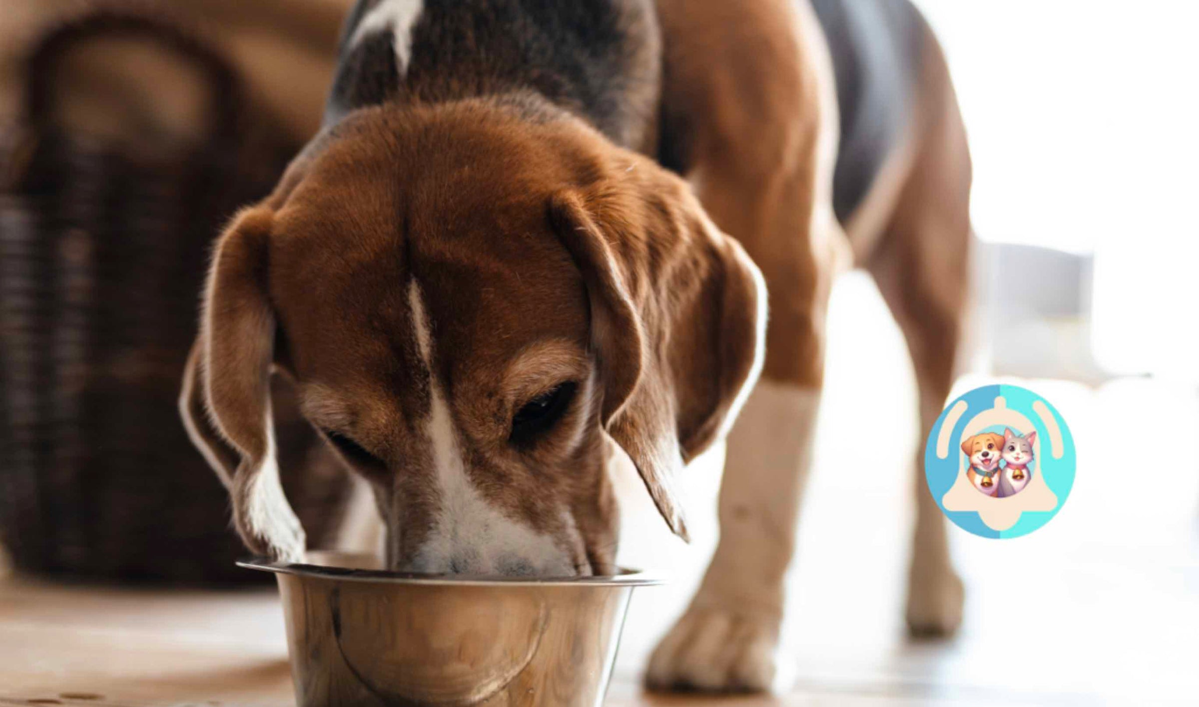 Croquettes pour chiens, premium, nourriture pour chiots. Précuisson vapeur pour conserver les valeurs nutritionnelles des aliments strictement sélectionnés. Riche en Protéines et vitamines. Produits d'Auvergne naturels.