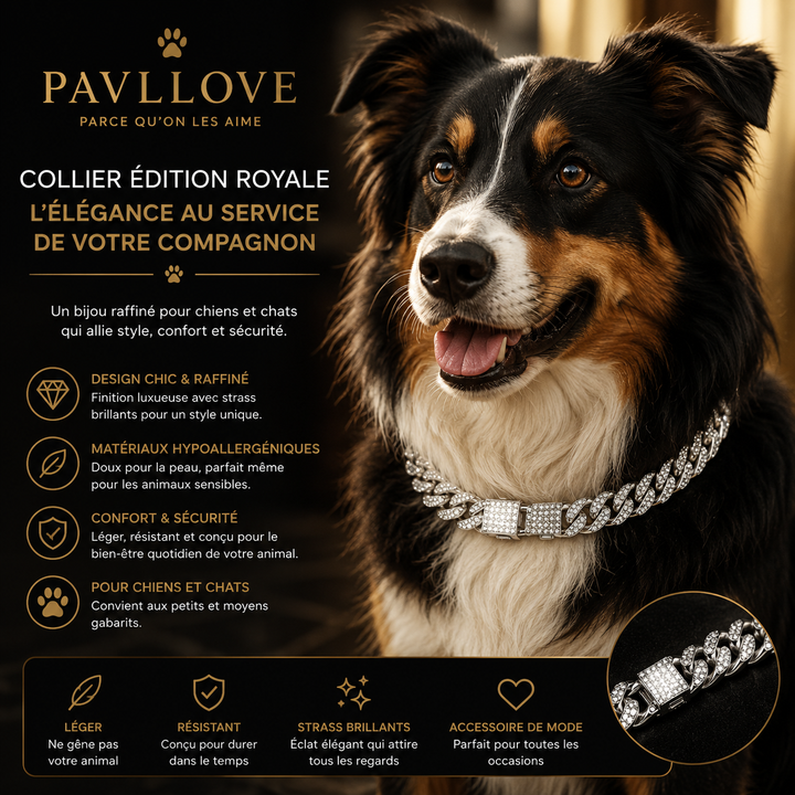 💎 Collier pour chien et chat, Édition Royale – Élégance, Brillance Absolue avec ses strass ⭐⭐⭐⭐⭐