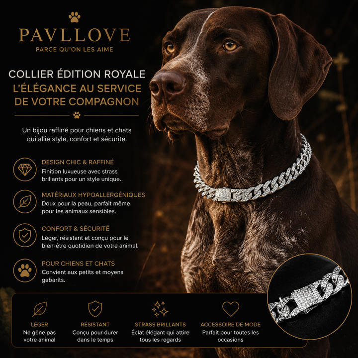 💎 Collier pour chien et chat, Édition Royale – Élégance, Brillance Absolue avec ses strass ⭐⭐⭐⭐⭐
