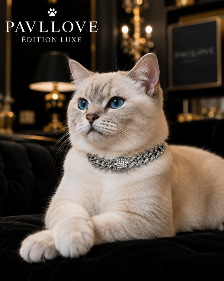 💎 Collier pour chien et chat, Édition Royale – Élégance, Brillance Absolue avec ses strass ⭐⭐⭐⭐⭐