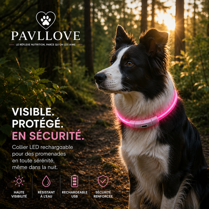 Colliers LED Pavllove pour chiens et chats