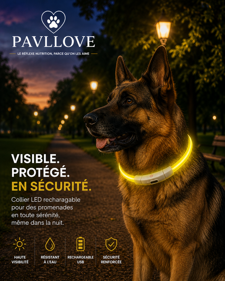 Colliers LED Pavllove pour chiens et chats