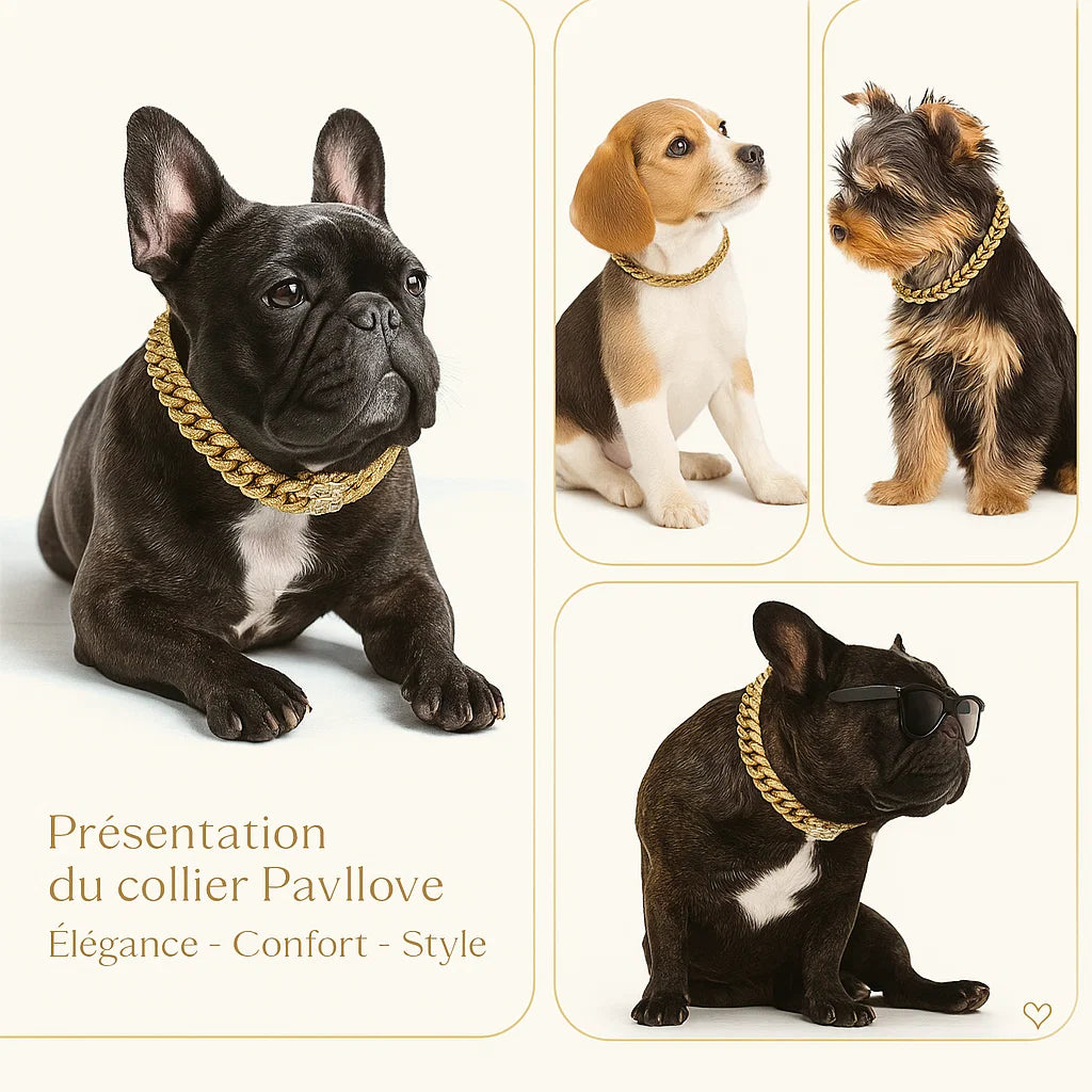 Photo d’un chien portant un collier Pavllove doré et argenté en strass, symbole de luxe, d’amour et de bien-être.
