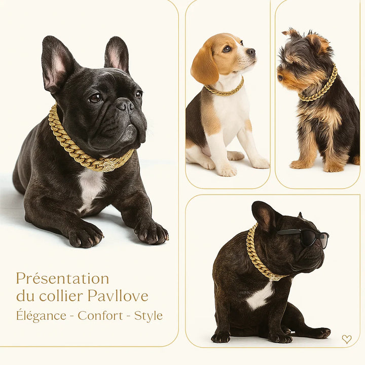 Photo d’un chien portant un collier Pavllove doré et argenté en strass, symbole de luxe, d’amour et de bien-être.