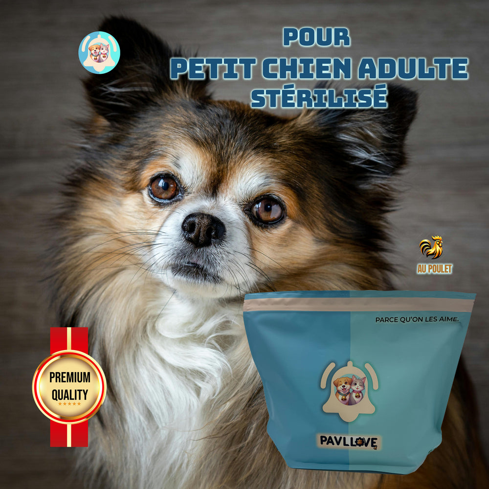 Petit chien adulte avec meilleures croquettes du monde Pavllove ! premium et 100% français. 
