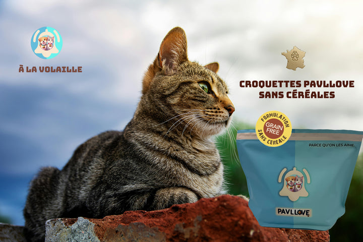 Croquettes sans céréales pour chat adulte ⭐⭐⭐⭐⭐