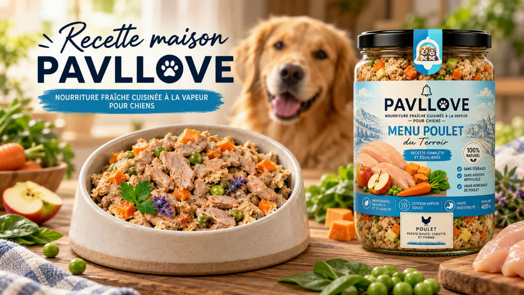 Trois bocaux Pavllove bœuf poulet saumon pour alimentation maison et repas cuisinés pour chien
