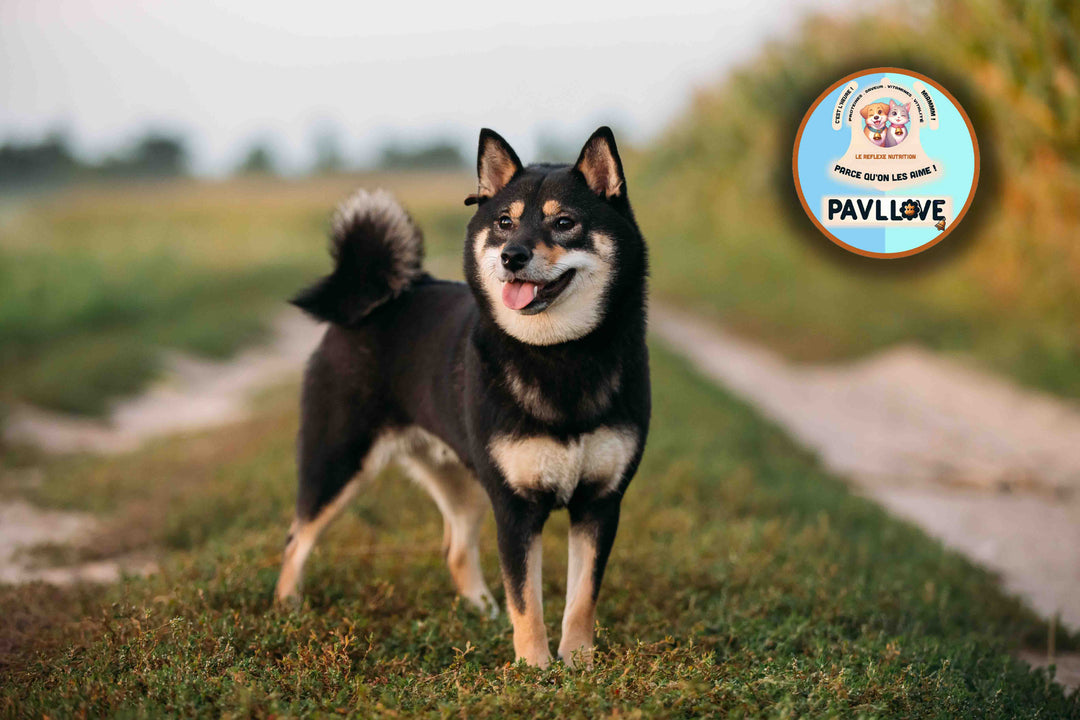 Croquettes Pavllove pour chien de taille standard, riche en protéines de Volaille, vitamines, nos croquettes sont précuites à la vapeur et sont fabriquées de manière artisanale en Auvergne