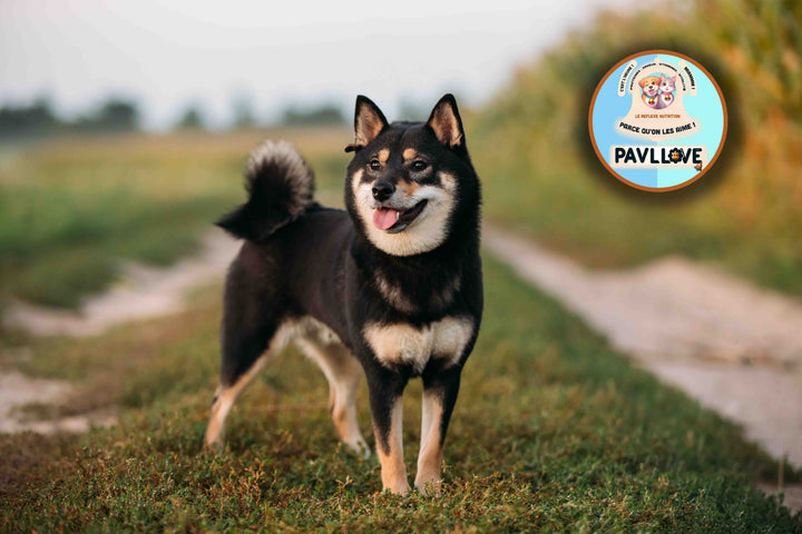 Croquettes Pavllove pour chien de taille standard, riche en protéines de Volaille, vitamines, nos croquettes sont précuites à la vapeur et sont fabriquées de manière artisanale en Auvergne