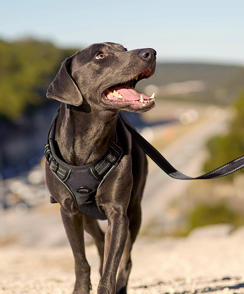 harnais ergonomique Pavllove pour promenade sans traction