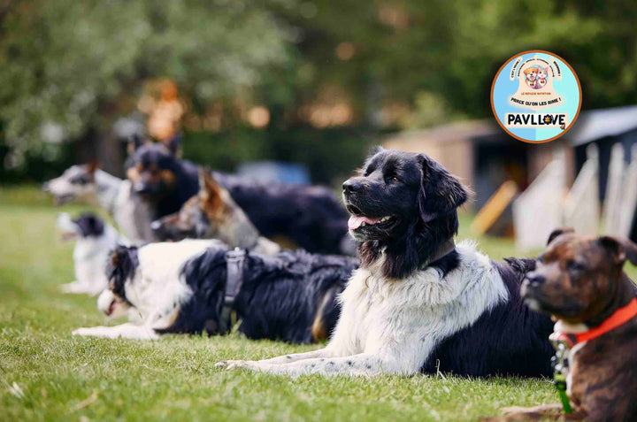 Croquettes Pavllove pour chien de taille standard, riche en protéines de Volaille, vitamines, nos croquettes sont précuites à la vapeur et sont fabriquées de manière artisanale en Auvergne