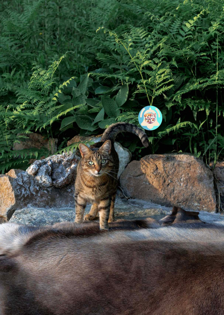 Améliorez la nutrition de votre chat avec nos croquettes française à la volaille. Produites en Auvergne, elles sont de qualité artisanale et précuite à la vapeur pour garantir une conservation des valeurs nutritionnelles maximale. Riche en vitamines, protéines, saveur à la volaille, votre chat stérilisé ou non va adorer !