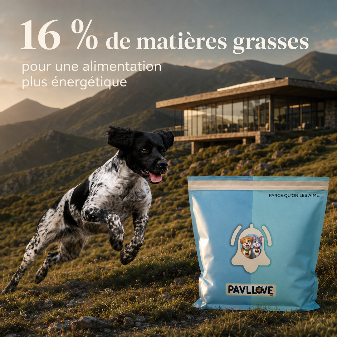 Croquettes chien sportif avec FOS MOS chicorée et levure de bière