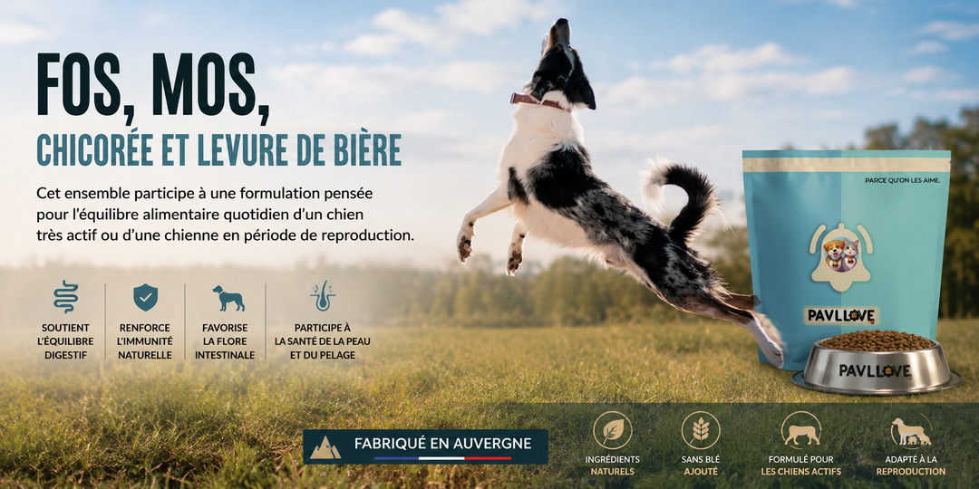 Croquettes premium chien adulte sportif pour endurance chasse et travail