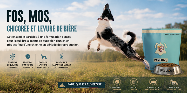 Croquettes premium chien adulte sportif pour endurance chasse et travail