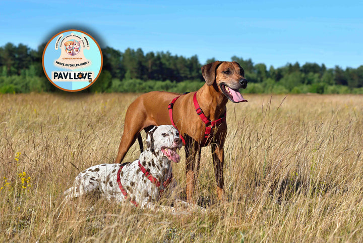 Croquettes Pavllove pour chien de taille standard, riche en protéines de Volaille, vitamines, nos croquettes sont précuites à la vapeur et sont fabriquées de manière artisanale en Auvergne