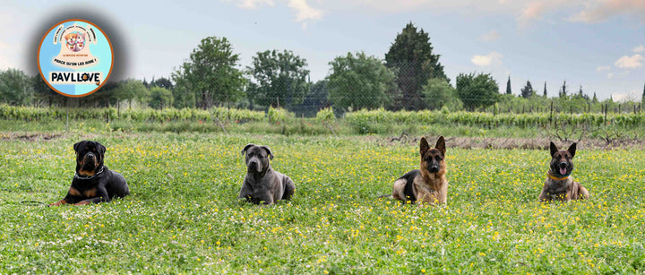 Croquettes pour chiens Sportif, de chasse, concours, gestation... Riche en protéines de Volaille, précuites à la vapeur, 100% français.