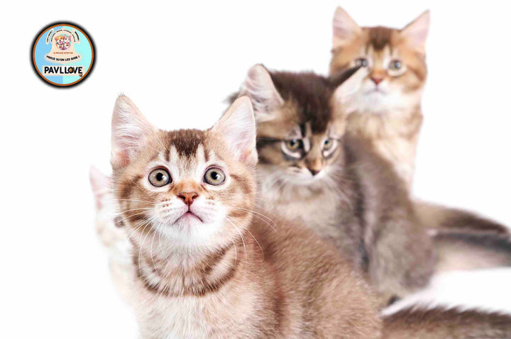 Améliorez la nutrition de votre chaton avec nos croquettes premium. Produites en Auvergne, elles sont de qualité artisanale, adaptées aux mâchoires des chatons et sont précuites à la vapeur pour garantir une conservation des valeurs nutritionnelles maximale. Vitamines, protéines, saveur à la volaille, votre chaton va adorer Pavllove ! 