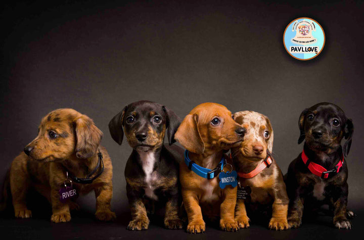Améliorez la nutrition de votre chiot avec nos croquettes française. Produites en Auvergne, elles sont de qualité artisanale et sont précuites à la vapeur pour garantir une conservation des valeurs nutritionnelles maximale. Extrêmement riche en protéines et vitamines, saveur délicieuse à la volaille, votre chiot va adorer Pavllove à chaque bouchée grâce à la taille adaptée de nos croquettes! (chiot destiné à avoir une grande taille adulte voir standard / grosse mâchoire) 