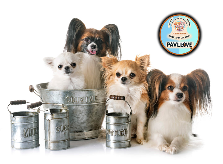 Améliorez la nutrition de votre chien adulte mini (petites races) avec nos croquettes premium, adaptées à leurs petites mâchoires. Produites en Auvergne, elles sont de qualité artisanale et précuite à la vapeur pour garantir une conservation des valeurs nutritionnelles maximale. Riche en protéines, saveur volaille, votre chien va adorer Pavllove!