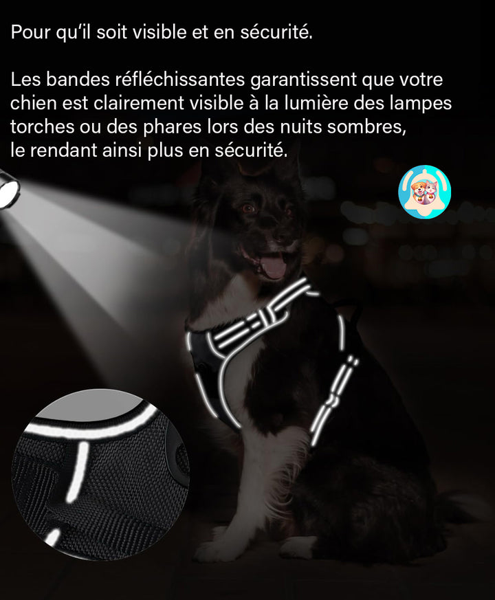 chien heureux avec harnais anti-traction Pavllove