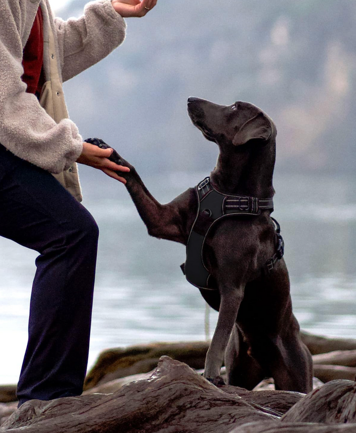 harnais Pavllove pour chien anti-tirage en laisse