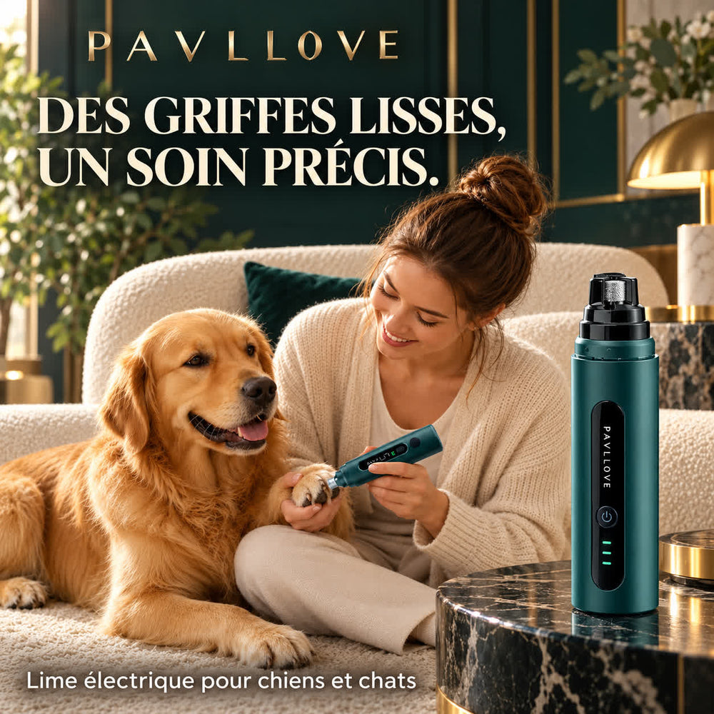 Utilisation de la lime à griffes électrique PAVLLOVE sur la patte d’un golden retriever à la maison.
